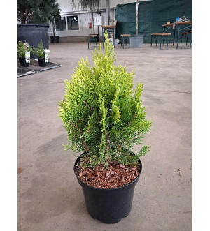 Thuja orient. 'Pyramidalis Aurea' C 2,5 L